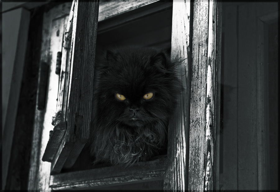 Так страшным стала яго имя. Кот бабы яги. Страшный кот утром. Баба Яга и черный кот. Баба Яга (с кошкой).